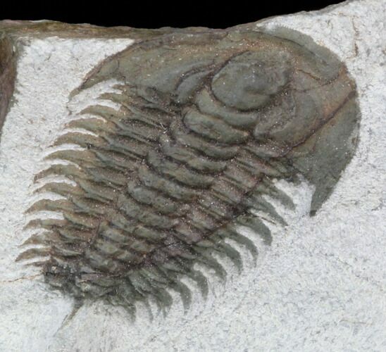 Early Cambrian Psedosaukianda Trilobite - Morocco #39840